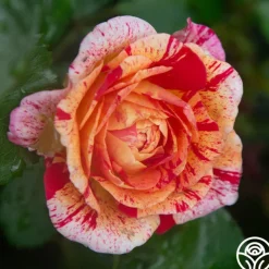 All-American Magic™