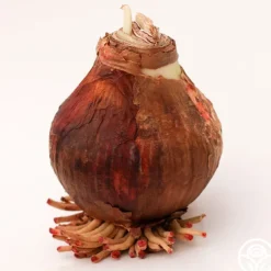 Amaryllis Bulbs