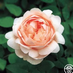 Ambridge Rose®