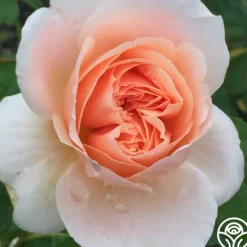 Ambridge Rose®