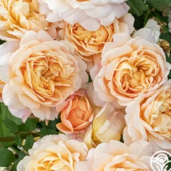 Apricot Impressionist™