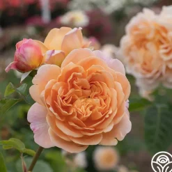 Apricot Impressionist™