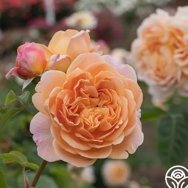 Apricot Impressionist™