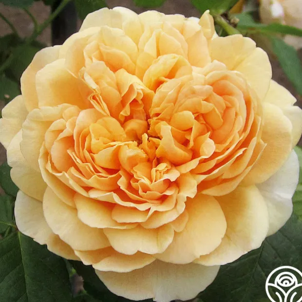 Apricot Impressionist™