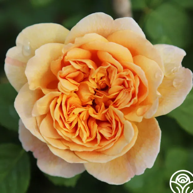 Apricot Impressionist™