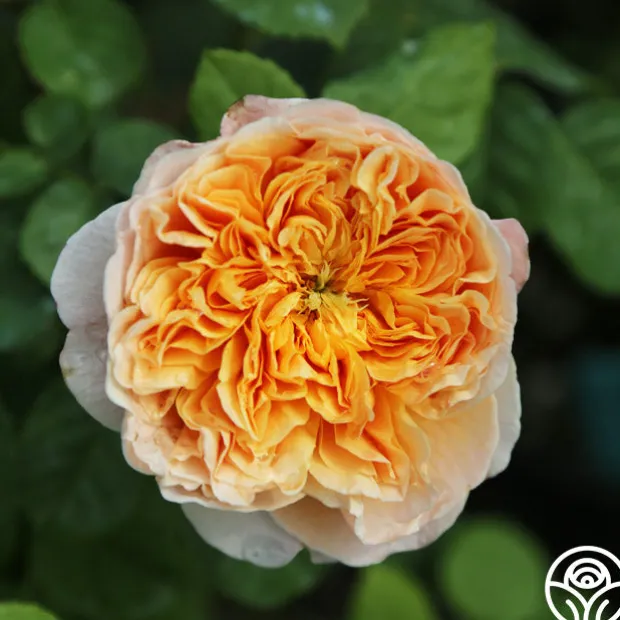 Apricot Impressionist™