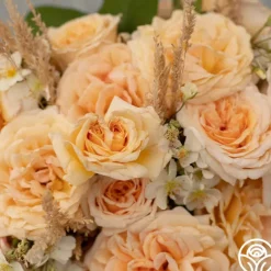 Apricots n' Cream™