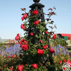 Arborose® Florentina