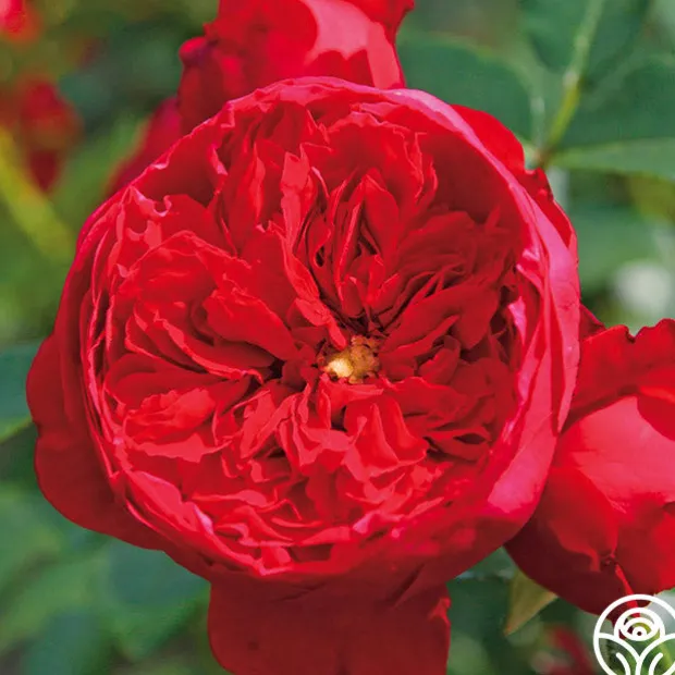 Arborose® Florentina