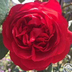 Arborose® Florentina