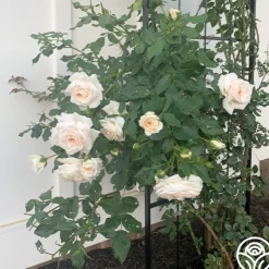 Arborose® Honeymoon