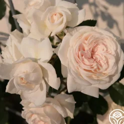 Arborose® Honeymoon