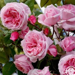 Arborose® Kiss Me Kate