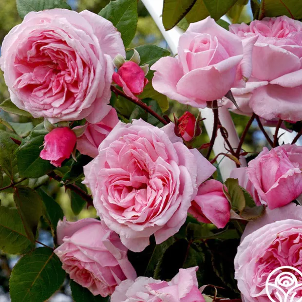 Arborose® Kiss Me Kate