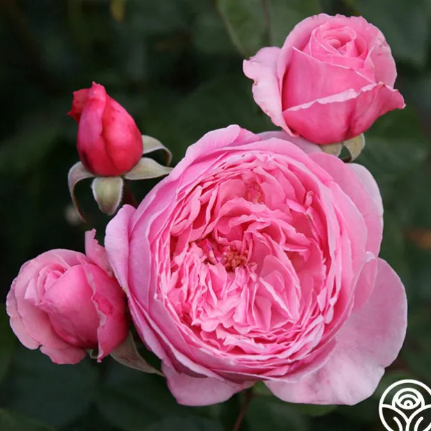 Arborose® Kiss Me Kate