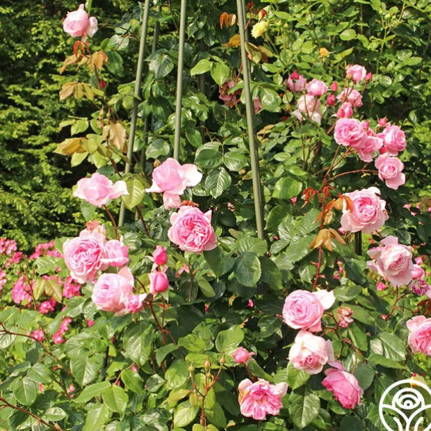 Arborose® Kiss Me Kate