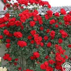 Arborose® Orange Flare™