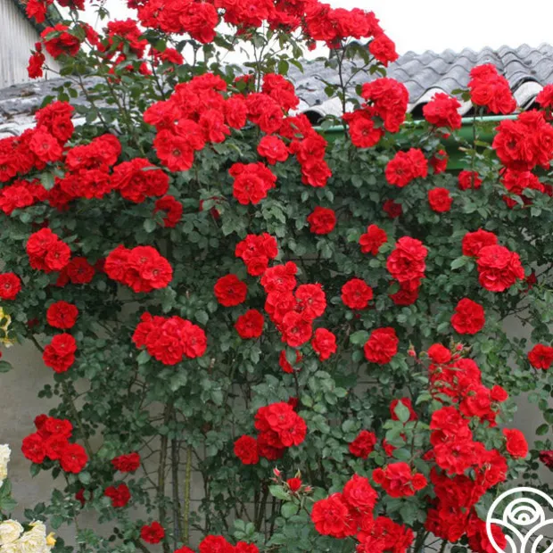 Arborose® Orange Flare™