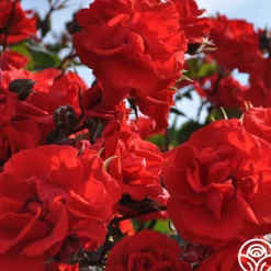 Arborose® Orange Flare™