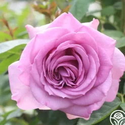 Arborose® Quicksilver