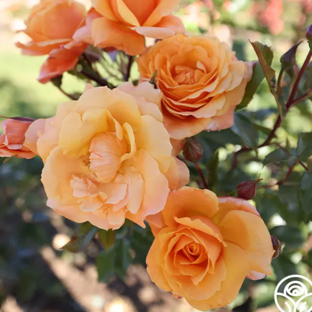 Arborose® Tangerine Skies