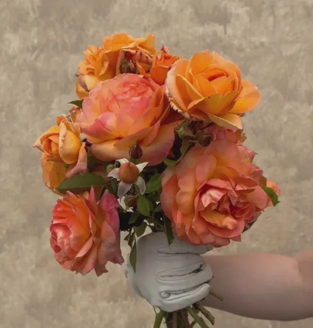 Arborose® Tangerine Skies