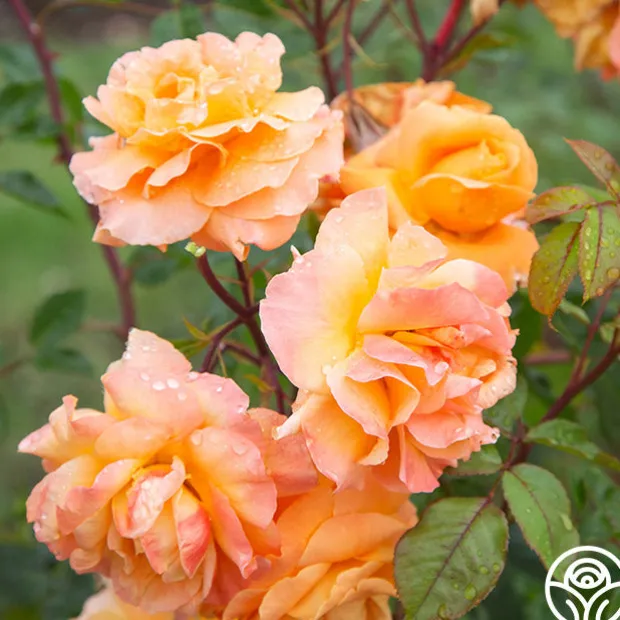 Arborose® Tangerine Skies