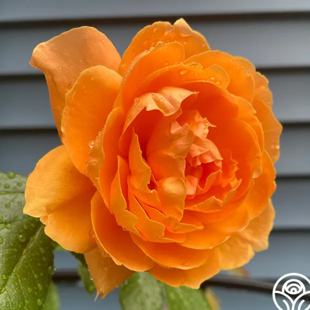 Arborose® Tangerine Skies