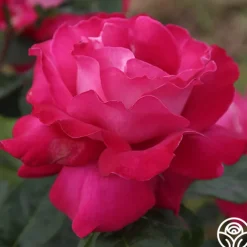 Baronne E. de Rothschild®