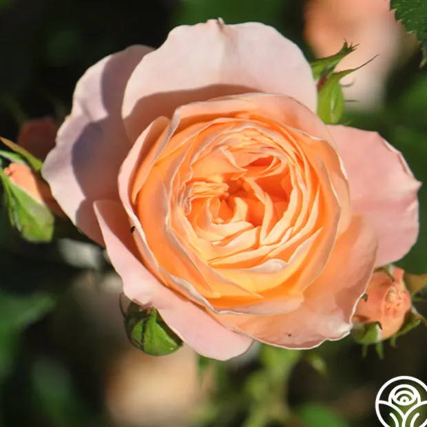 Beautiful Dreamer™