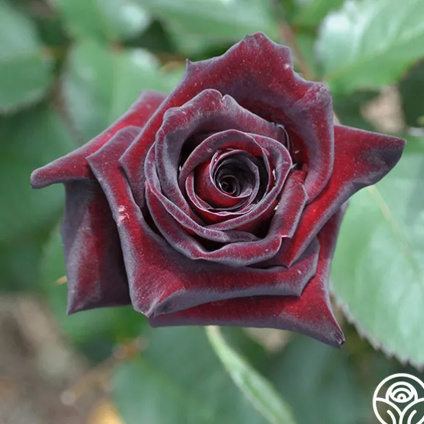 Black Baccara®