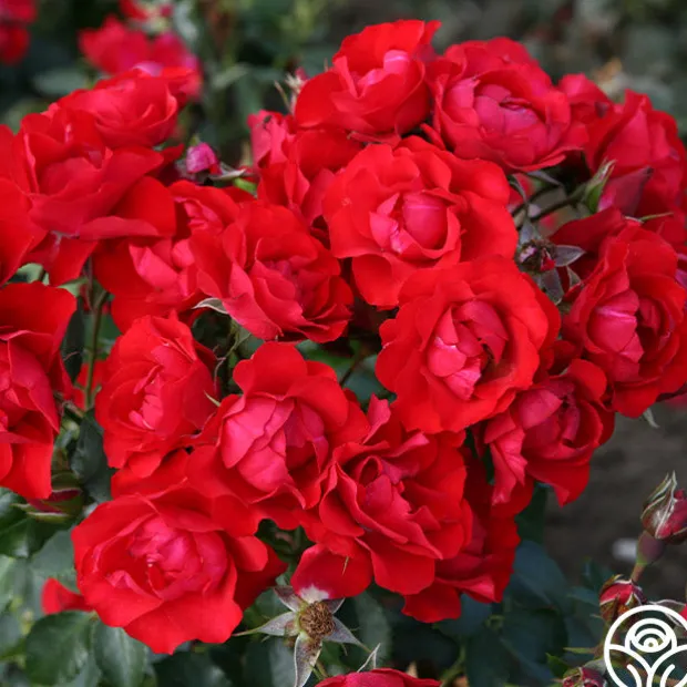 Black Forest Rose®
