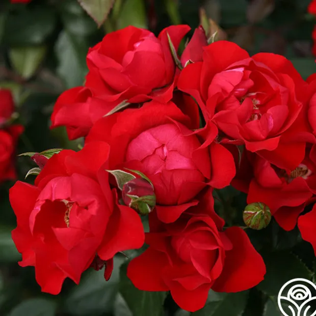 Black Forest Rose®