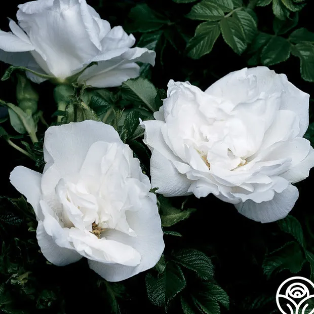 Blanc Double de Coubert