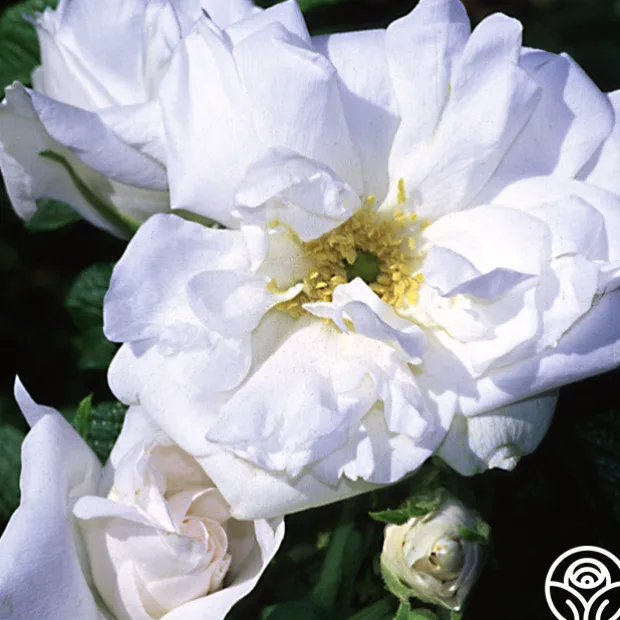 Blanc Double de Coubert