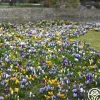 Botanical Crocus Mix
