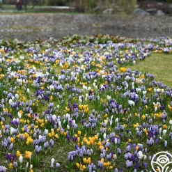 Botanical Crocus Mix