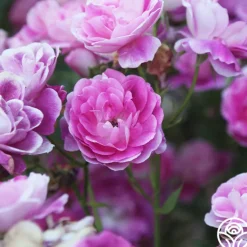 Brilliant Pink Iceberg