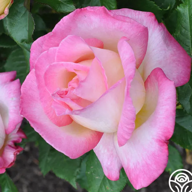 California Dreamin'™