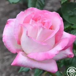 California Dreamin'™