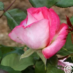 California Dreamin'™