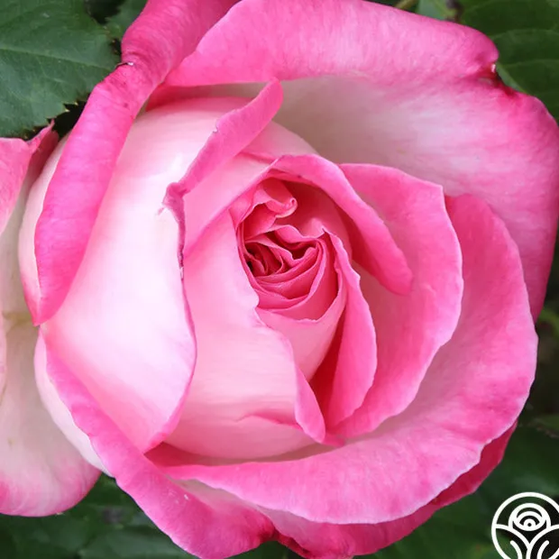 California Dreamin'™