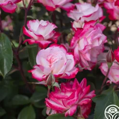 Candy Cane Cocktail™