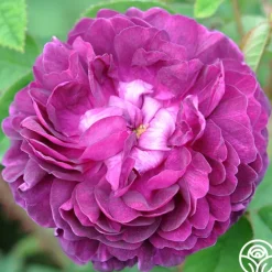 Capitaine John Ingram