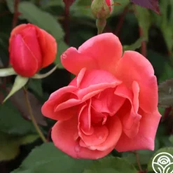 Carefree Celebration