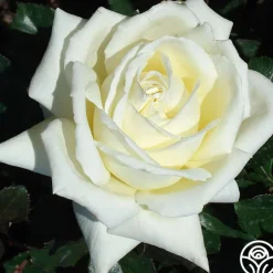 Caroline de Monaco®™