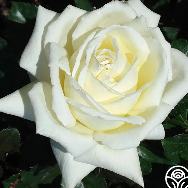 Caroline de Monaco®™