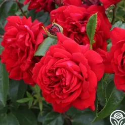 Citiscape® Bordeaux™