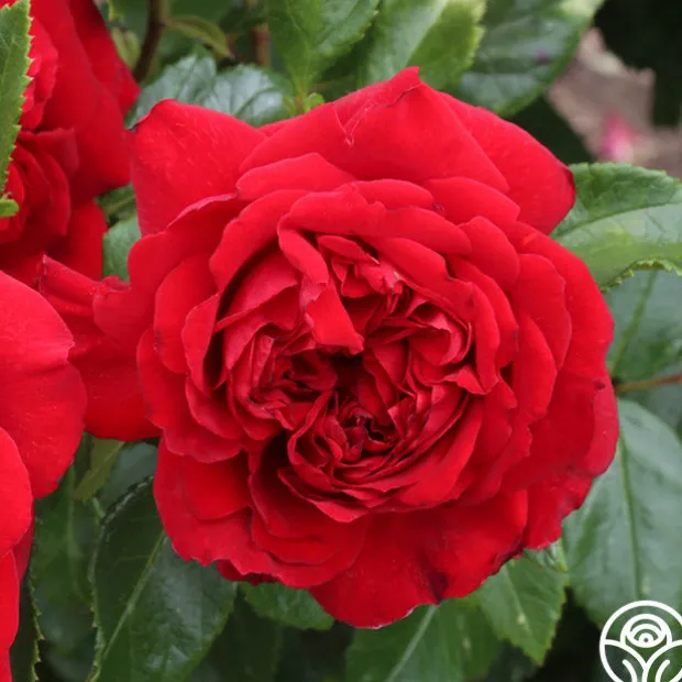 Citiscape® Bordeaux™