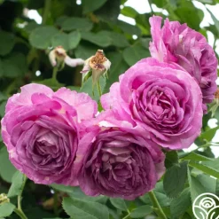 CL Lavender Crush™